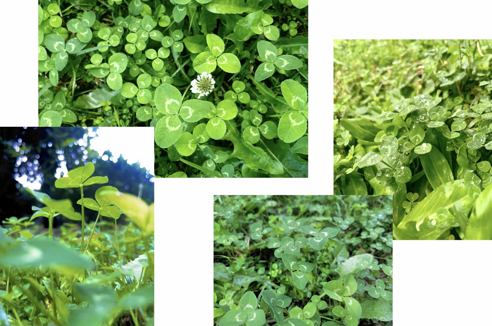 collage of clover pictures